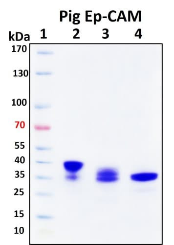SDS-PAGE Image