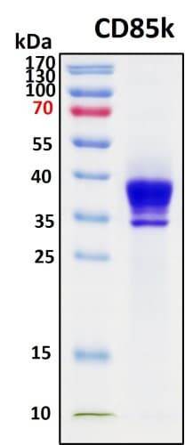 SDS-PAGE Image