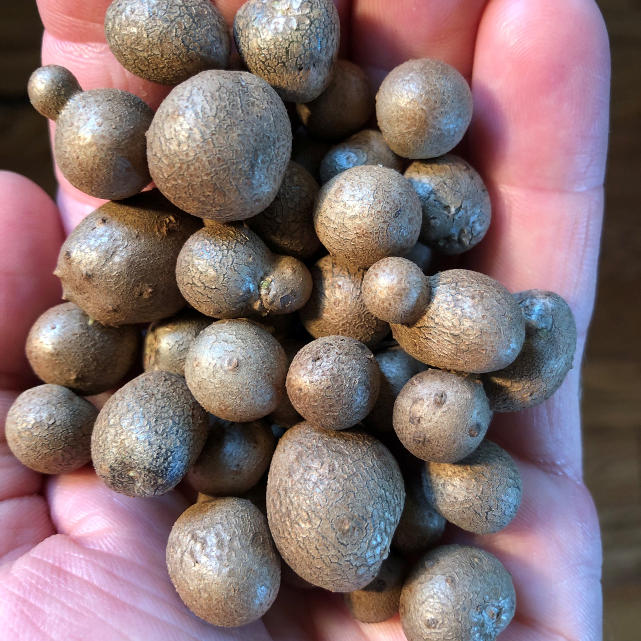 羅本製所 Robin x chun Dioscorea  ball Interwoven Nursery | Dioscorea polystachya 'nara'