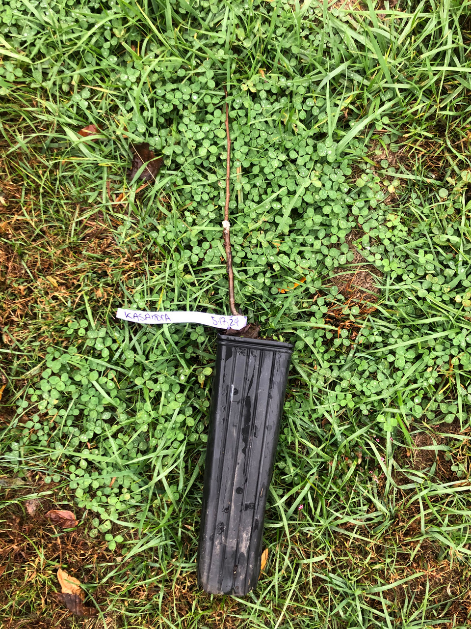 Interwoven Nursery Grafted Persimmon Trees
