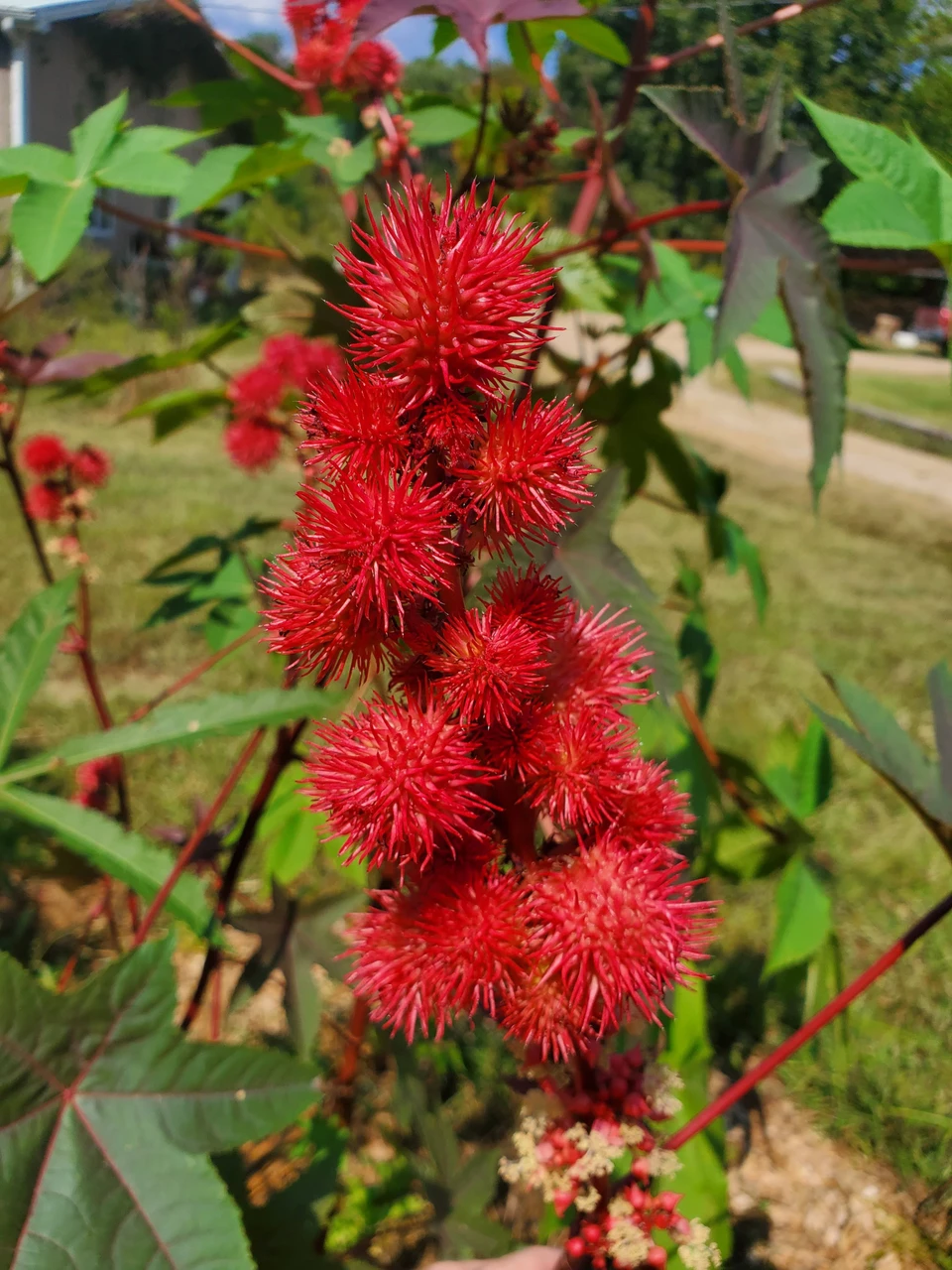 Interwoven Nursery | Castor Bean