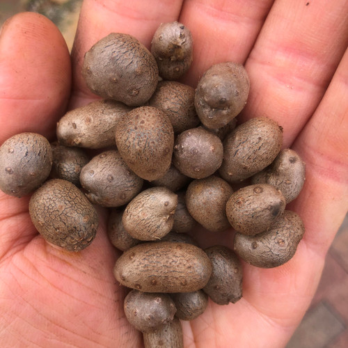 Dioscorea polystachya / opposita bulbils