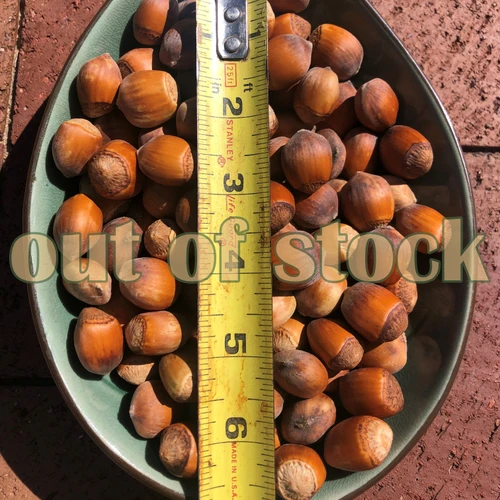 Hybrid Hazelnus Corylus spp. 'precocious' seed
