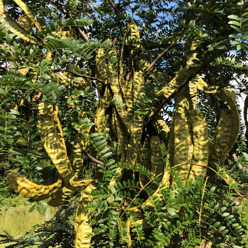 Thornless Honey Locust Gleditsia triacanthos inermis tree with pods