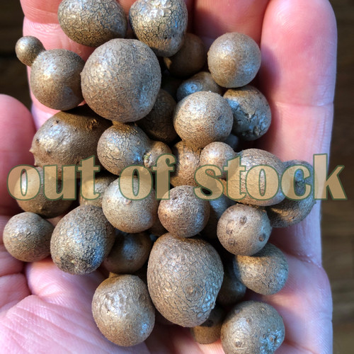 Dioscorea polystachya, dioscorea opposita bulbils, cultivar 'nara'