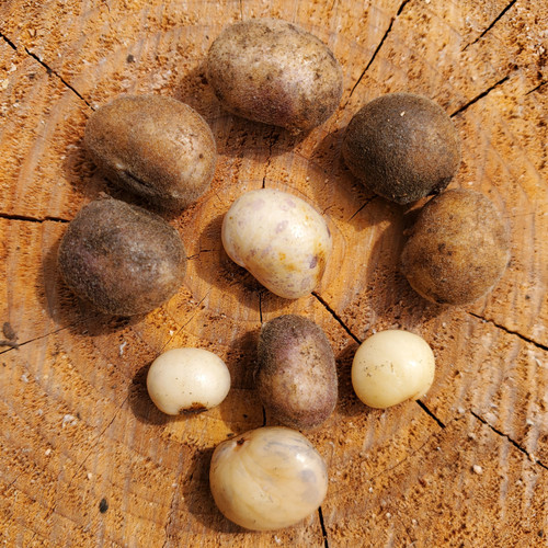Hog Peanut Amphicarpaea bracteata tubers