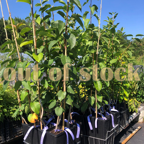 Grafted pear trees