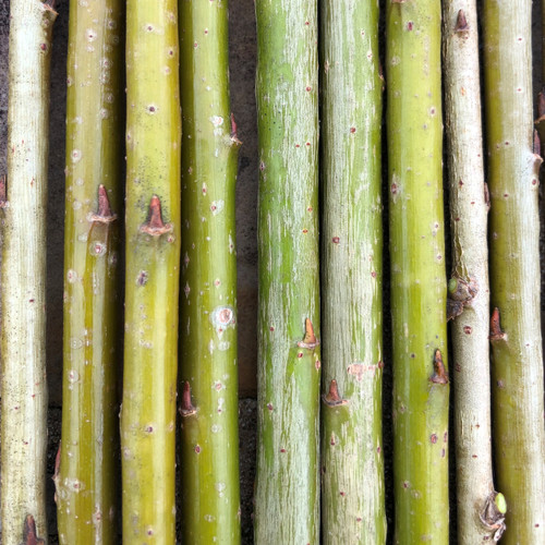 green basket willow cuttings salix