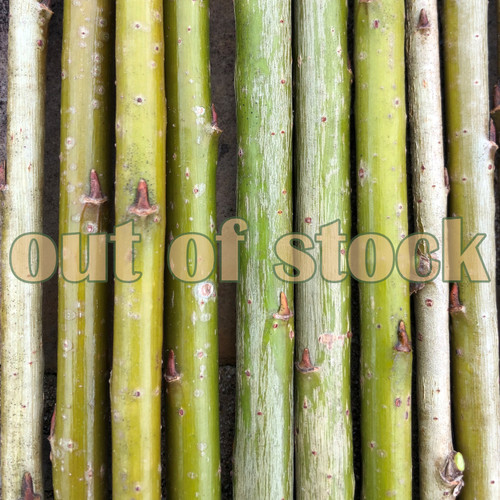 green basket willow cuttings salix