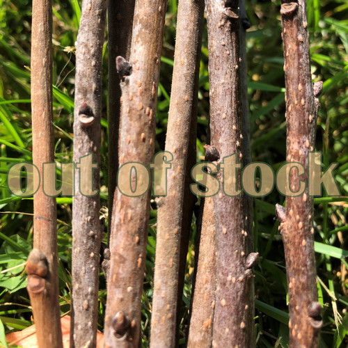 american, kaki, asian, and hybrid persimmon scionwood scions