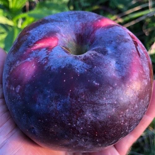 Interwoven Nursery | 'Arkansas Black' Scionwood