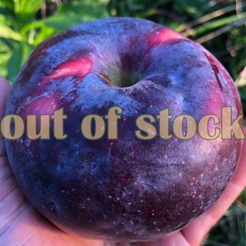 William's pride apple