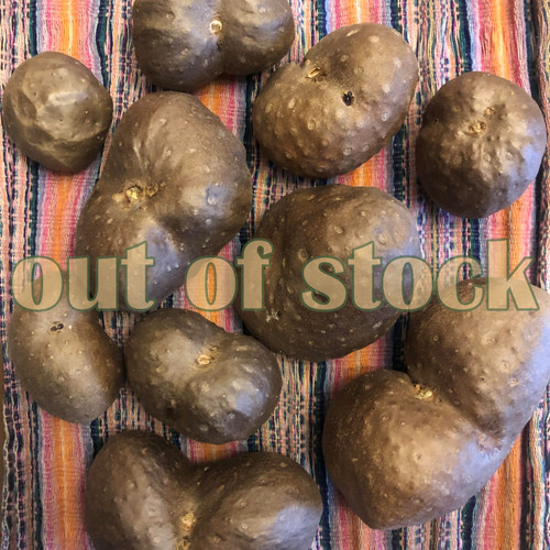 Edible Dioscorea bulbifera air potato 'hawaii'