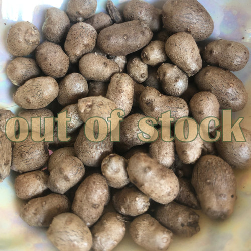 Interwoven Nursery | Dioscorea polystachya 'nara'