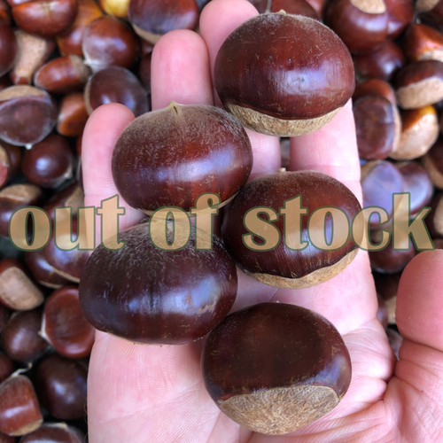 fresh chestnuts 'sleeping giant seedlings'
