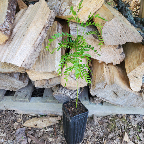 Thornless Honey Locust - Gleditsia triacanthos var. inermis