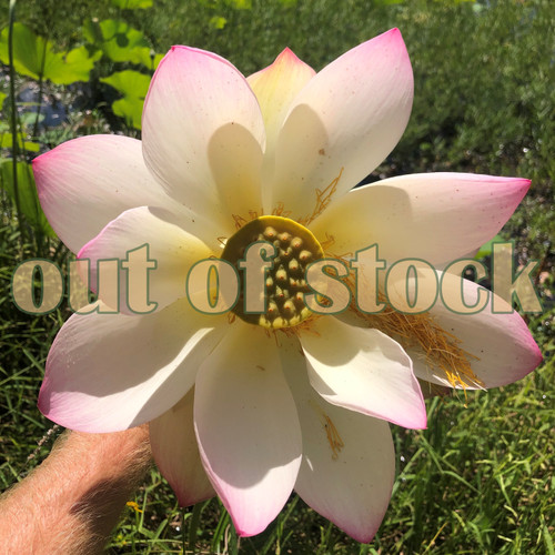 space lotus 36 flower