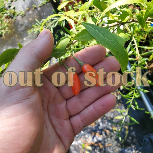 lycium barbarum Gigantic Ningxia for sale