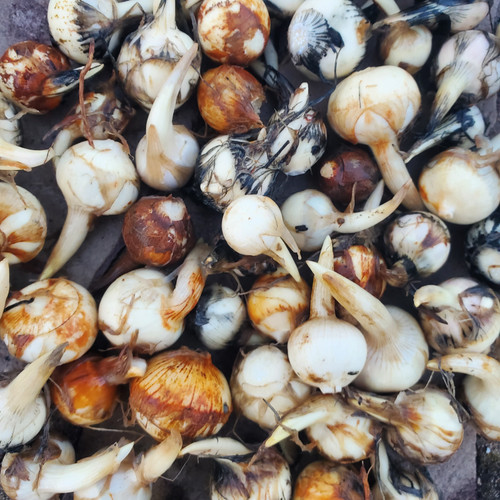 Chinese arrowroot for sale