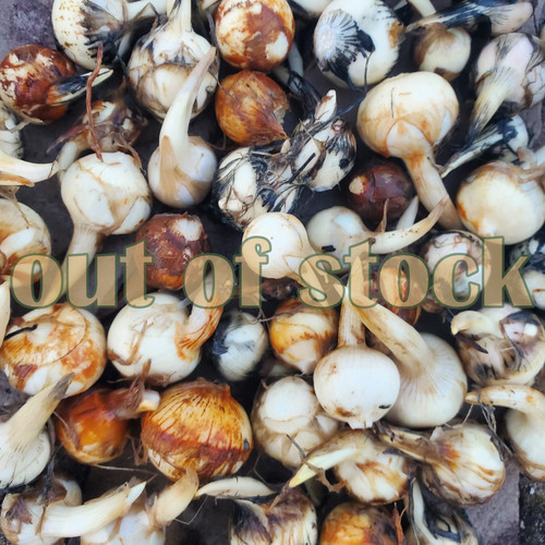 Chinese arrowroot for sale