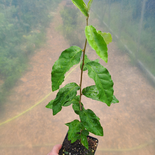 Goumi Berry seedling for sale