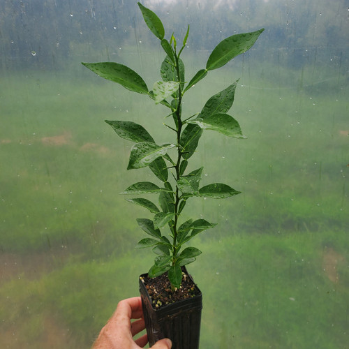 Yuzu cold-hardy citrus tree for sale