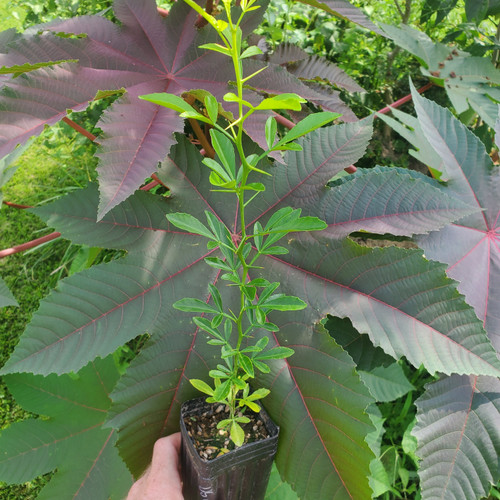 US-942 Citrandarin potted plant for sale