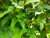 Dioscorea polystachya / opposita vine with bulbils