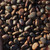 Black Locust Robinia pseudoacacia 'Nyírségi' seed