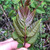 chinese cedar toona sinensis leaf