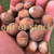 Hybrid hazelnut corylus seeds