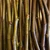 Hardy chicago Fig ficus cuttings