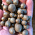 Dioscorea polystachya, dioscorea opposita bulbils, cultivar 'nara'