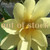 American Water Lotus Nelumbo lutea flower