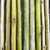 green basket willow cuttings salix