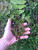 Freshly harvested toona sinensis leaves