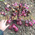 Canna edulis tubers just before harvest.