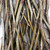 Thornless Honey Locust Gleditsia triacanthos var. inermis 'Big Fatty' scionwood