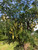 Thornless Honey Locust Gleditsia triacanthos var. inermis 'Big Fatty' tree with pods