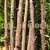american, kaki, asian, and hybrid persimmon scionwood scions