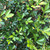 Trifoliate Orange Poncirus trifoliata trees