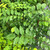 Szechuan Pepper Tree (Zanthoxylum simulans)