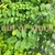 Szechuan Pepper Tree (Zanthoxylum simulans)