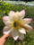 space lotus 36 flower