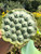 space lotus 36