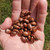 Castor beans