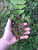 Chinese Toon - Toona sinensis