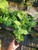 Che fruit seedlings for sale