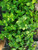 Che fruit seedlings for sale