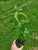 Goumi Berry seedling for sale